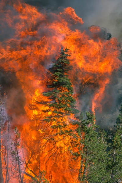Fire-1800