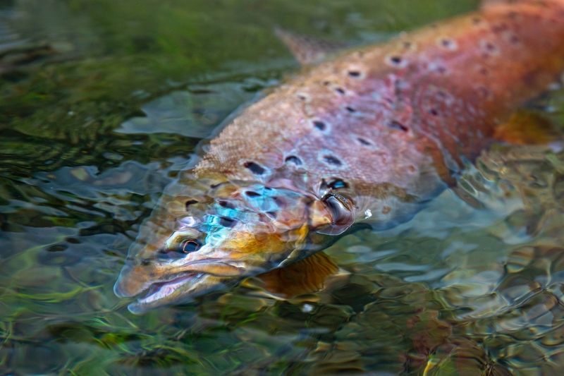 Fish-1800