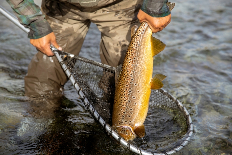 Fish2-1800