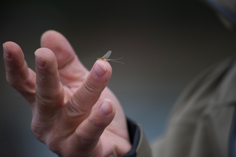 Mayfly-1800