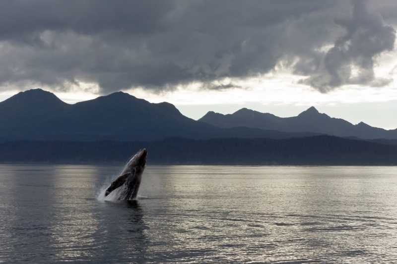 whale